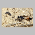 Ammophila sabulosa - Sandwespe 03a 19mm mit Clostera sp-Raupe.jpg